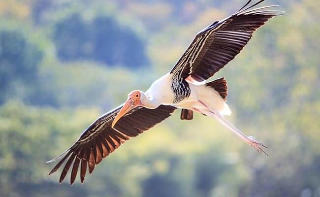 Bird Watching by Boat