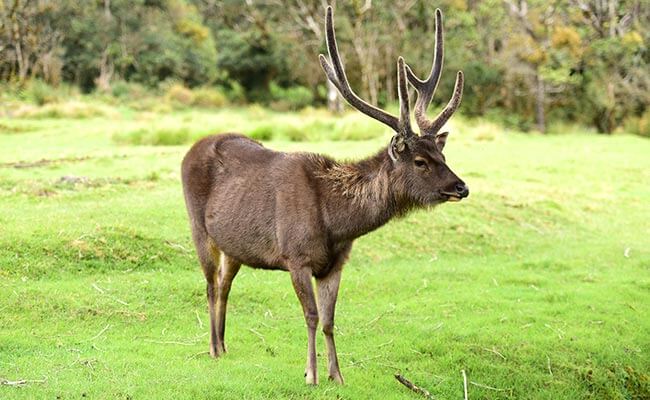 Horton Plains Sambars