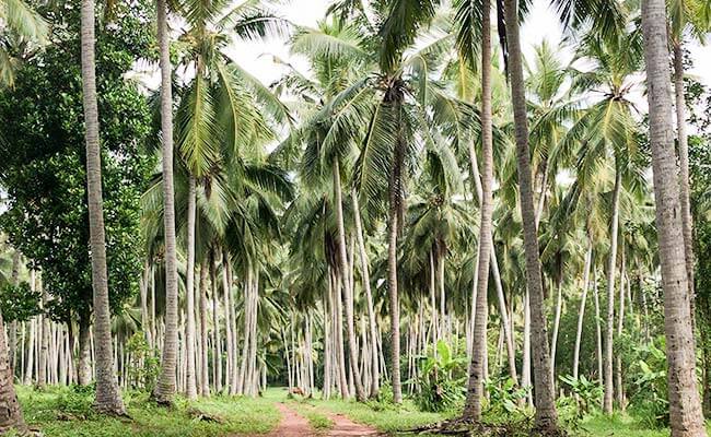 coconut plantation new