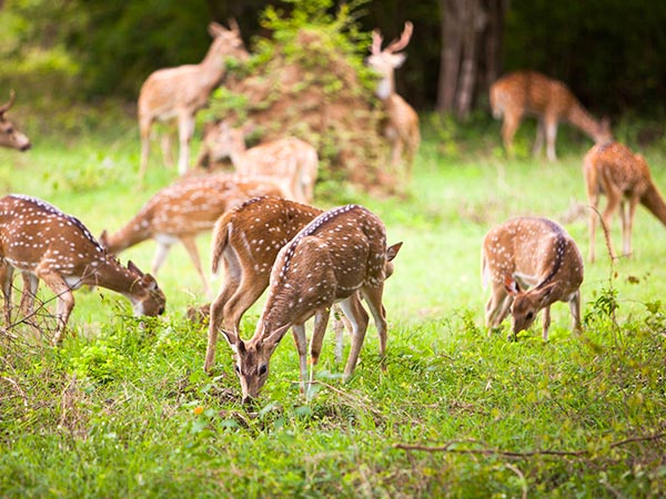 The Beauty of Wildlife Sri Lanka